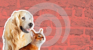 Cat and dog, abyssinian kitten , golden retriever looks at right in front of bright brick wall. Cartoon zine retro style