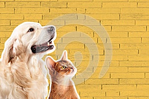 Cat and dog, abyssinian kitten , golden retriever looks at right in front of yellow brick wall. Cartoon zine retro style