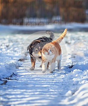 Cat and dog amicably walk side by side on a walk on a snowy courtyard in the village on a Sunny spring day