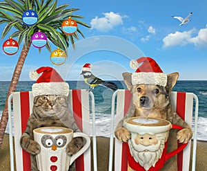 Cat with dog on beach at christmas