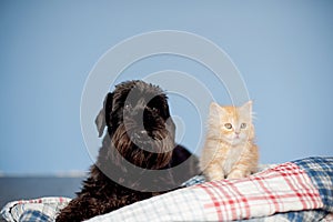 Cat and dog are best friends.black dog and ginger kitten