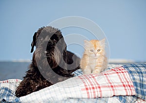 Cat and dog are best friends.black dog and ginger kitten