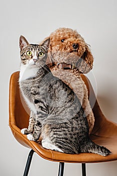 Cat and dog best friends family portrait cute and adorable poodle puppy and kitten