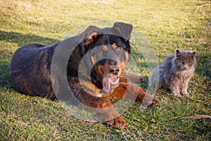 Cat and dog best friends