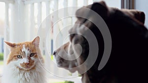 Cat and dog best friends visiting at front door