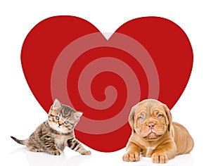 Cat and dog with big red heart looking at camera. Space for text. isolated