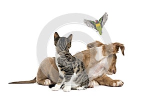 Cat, dog and bird, isloated on white