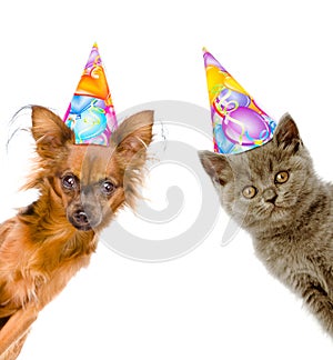 Cat and dog in birthday hats look out from behind a banner. Isolated