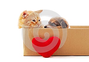 Cat and dog in the box with a toy heart