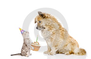cat and dog celebrate birthday. isolated on white background