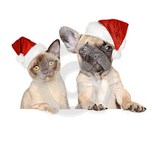 Cat and dog in Christmas hat