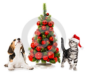 Cat and dog with christmas tree on white background