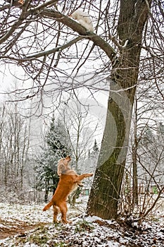 A cat from a dog climbed a tree