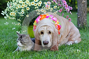 Cat and dog with colorful flowers