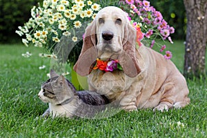 Cat and dog with colorful flowers II.