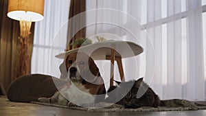 The Cat and the Dog are cute, sitting on the carpet next to each other at home.