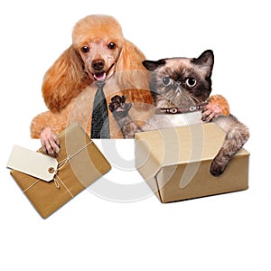 Cat and dog delivery post box
