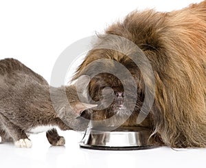 Cat and dog eating together. on white background