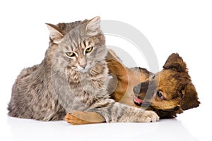 Cat and dog fights. isolated on white background photo
