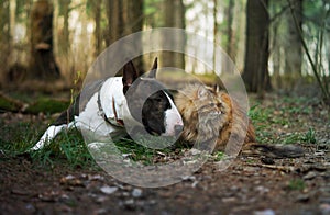 Cat and dog in the forest