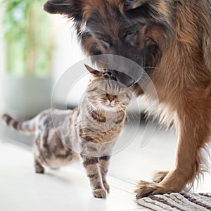 Cat and dog friends together indoors. Friendship between pets. photo