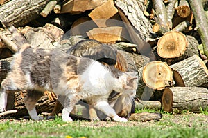 Cat and dog friendship family.