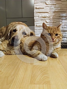Cat and dog golden retriever in the house are friends together one family during the day in winter and in summer