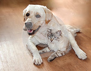Cat and dog are great friends