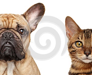 Cat and dog half face, isolated