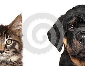 Cat and dog, half of muzzle photo