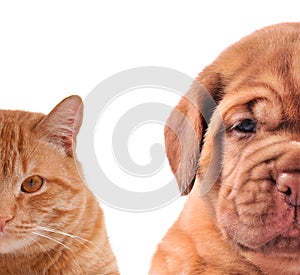 Cat and Dog-half of muzzle closeup portraits