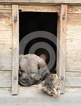 Cat and dog at home