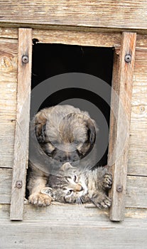 Cat and dog at home