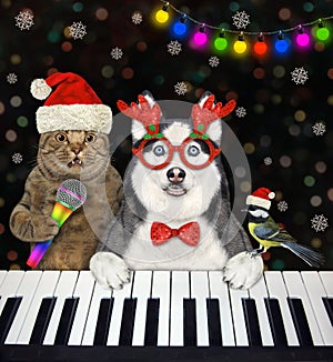 Cat and dog husky sing Christmas songs