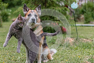 Cat and dog are inseparable friends photo
