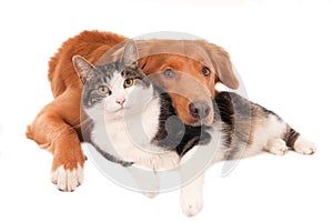 Cat and dog in an intimate pose, isolated on white