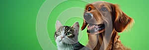Cat and dog isolated on green background
