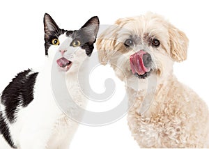 Cat and Dog Licking Lips