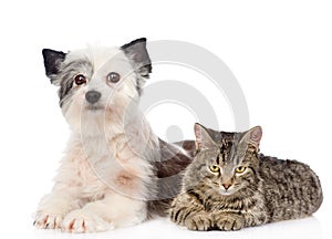 Cat and dog lie nearby. isolated on white background