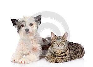 Cat and dog lie nearby. isolated on white background