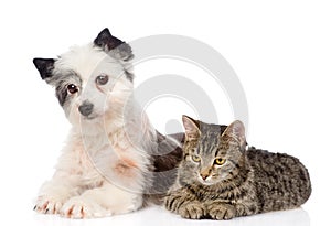 Cat and dog lie nearby. isolated on white background