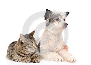 Cat and dog lie nearby. isolated on white background