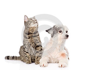 Cat and dog lie nearby. isolated on white background