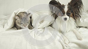 Cat with a dog lies under a blanket, dog jumps off the bed stock footage video