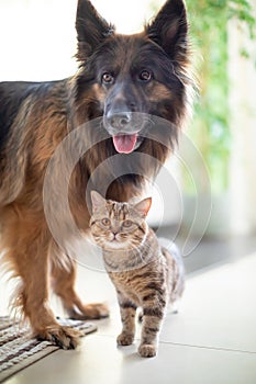 Cat and dog living together. Friendship between animals.