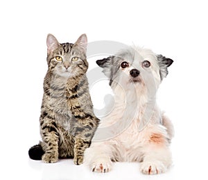 Cat and dog looking at camera together. isolated on white