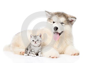 cat and dog looking at camera together. isolated on white background