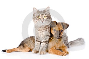 Cat and dog looking at camera. on white background