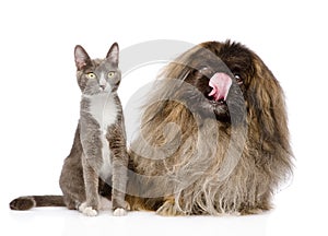 Cat and Dog looking at camera. on white background