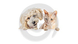 Cat and Dog Looking Doen Over Blank Banner